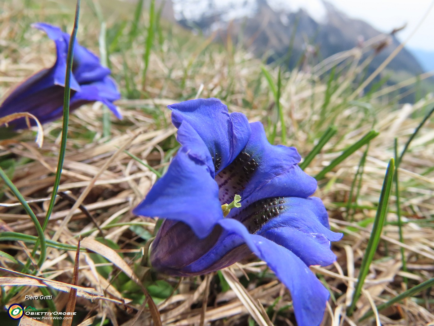 67 Gentiana clusii (Genziana di Clusius).JPG